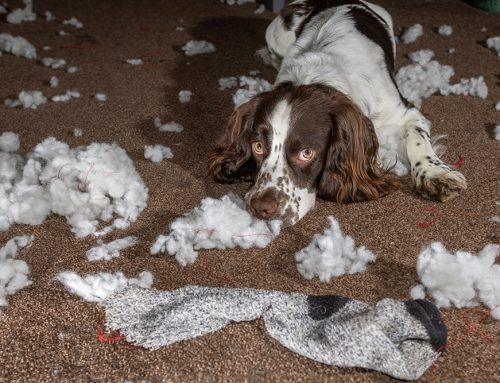 Foreign Object Ingestion: When Your Pet Swallows Something Dangerous
