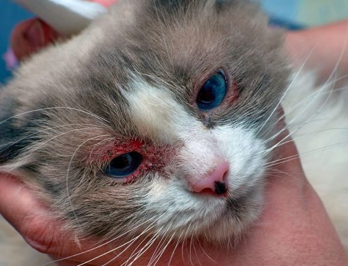 Common Eye Injuries in Dogs and Cats: What Requires Immediate Attention?