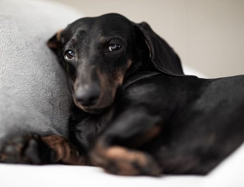 Signs Your Pet is in Pain: How to Tell and What to Do