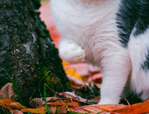 Limping Pets: When a Visit to the Emergency Vet is Necessary
