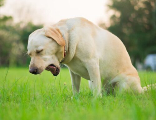 Why Is My Pet Coughing? When It’s Time to Visit the Vet