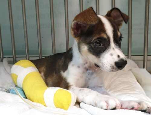 Orthopedic Emergencies