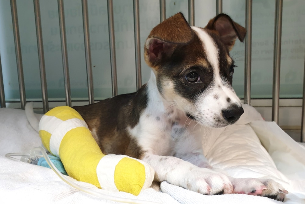 A dog lying down indoors with a colourful medical bandage on its leg — representing a pet in recovery or with an injury.