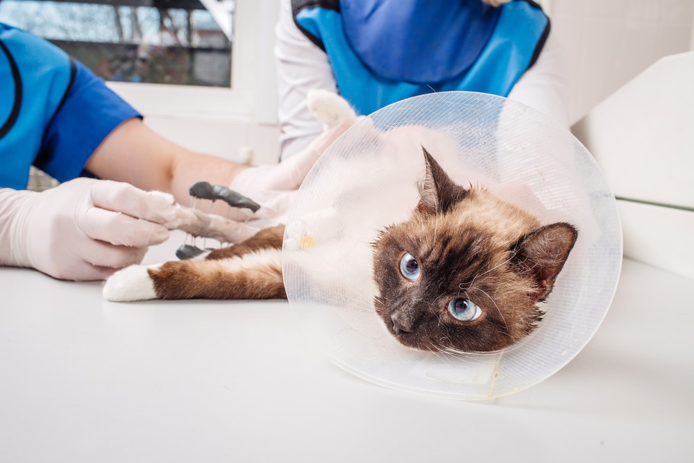 Veterinarian examining a cat in an x-ray or medical exam room, preparing or checking the cat’s health condition.