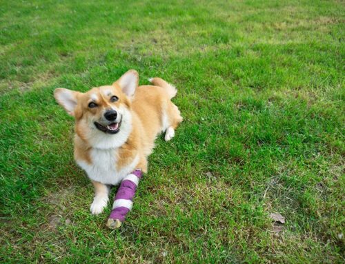 Pet Injuries 101: Common Causes and Immediate Steps After an Accident