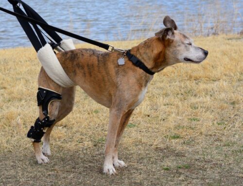 Cranial Cruciate (CCL) Injuries