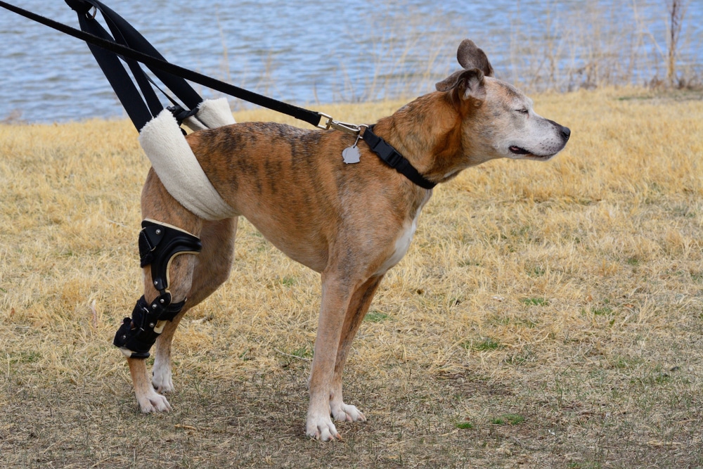 Dog standing outdoors using a rear leg support sling and knee brace for mobility assistance