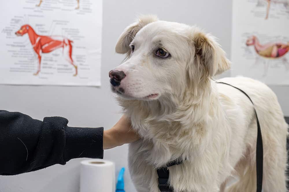 A dog being examined on a veterinary table, suggesting urgent or after-hours veterinary care when the regular clinic is closed.