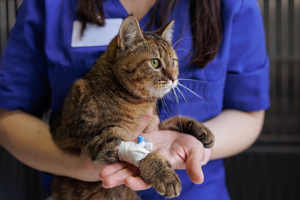 A cat held by a veterinary professional with an IV bandage on its paw, indicating emergency veterinary treatment outside regular hours.