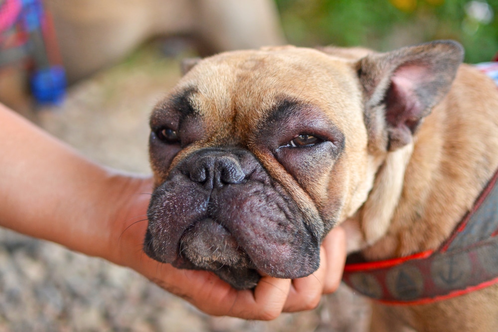 A close-up of a French Bulldog with a severely swollen face and eyes being held by a person's hand.