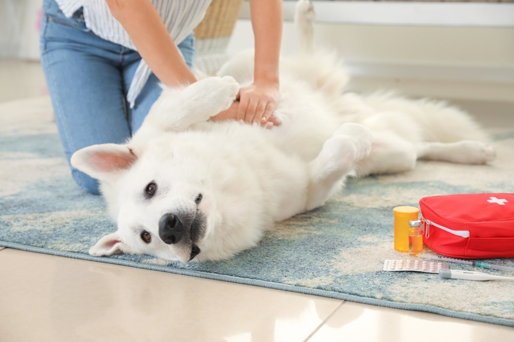 Person giving first aid to a white dog lying on a rug, with a red medical kit and medicine nearby.