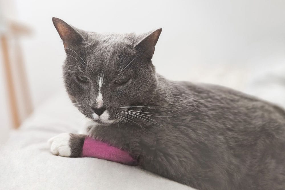Gray cat lying on a couch with a bandaged front leg, looking tired or injured.