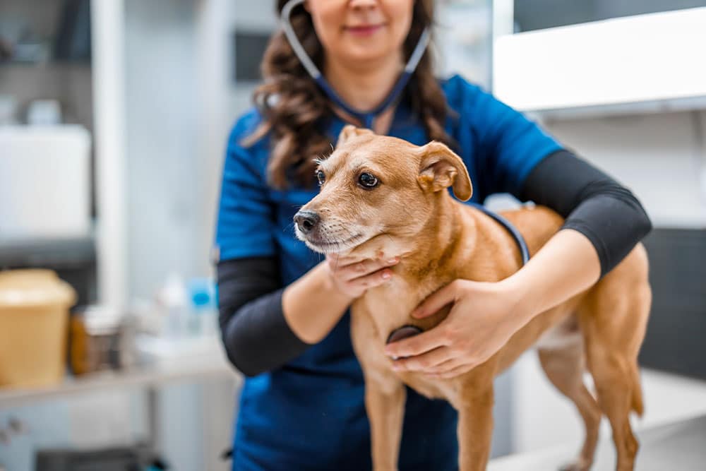 A female veterinarian in blue scrubs uses a stethoscope to check a small brown dog's heart during a clinical exam.