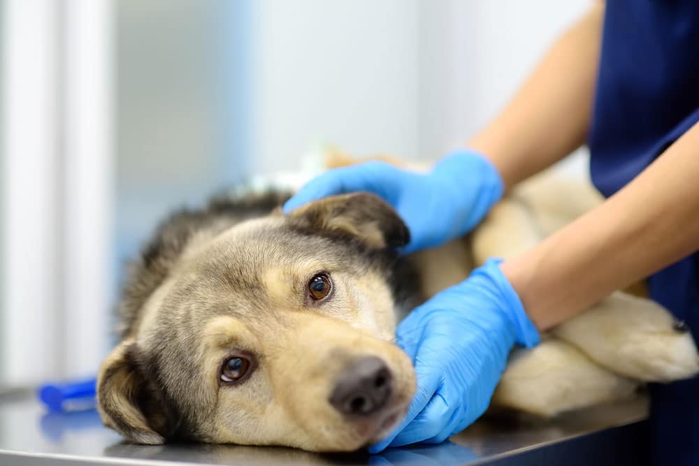 A close-up of a dog resting on an exam table while a veterinarian in blue gloves provides gentle care during a clinical visit.